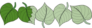 1,5 Blätter
